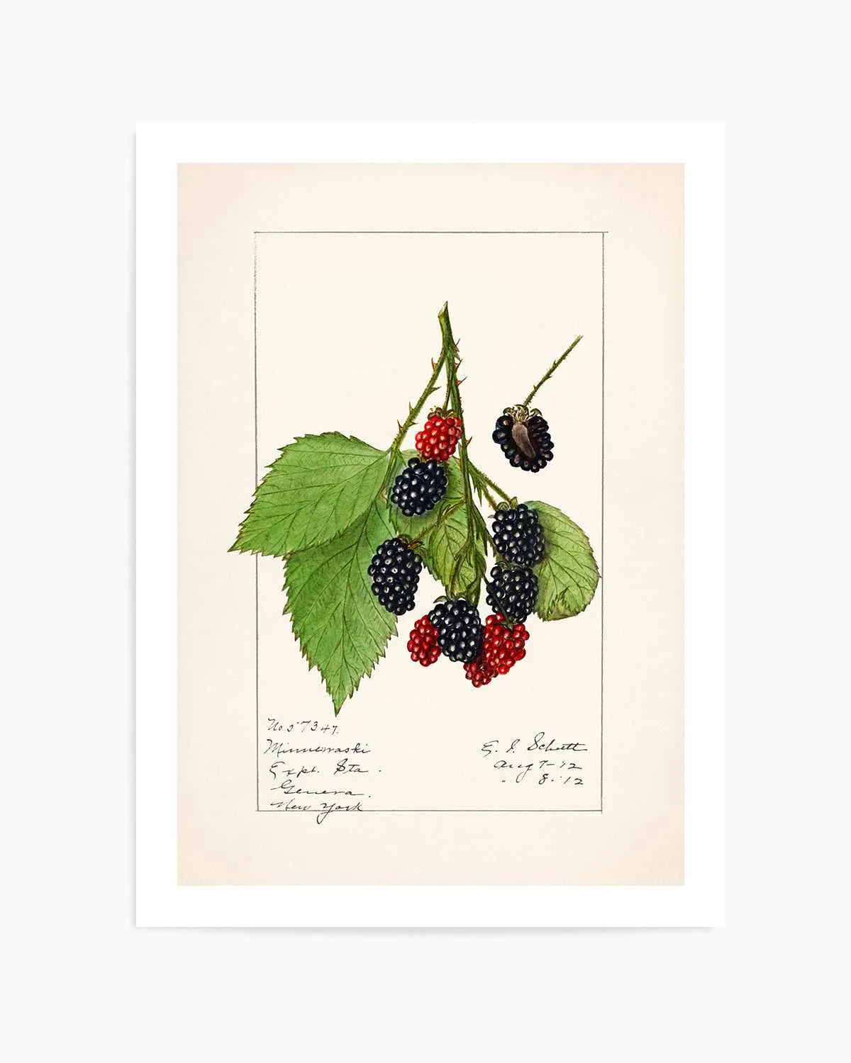 Blackberries Vintage Poster Art Print from Olive et Oriel where you can shop wallpaper and artworks online