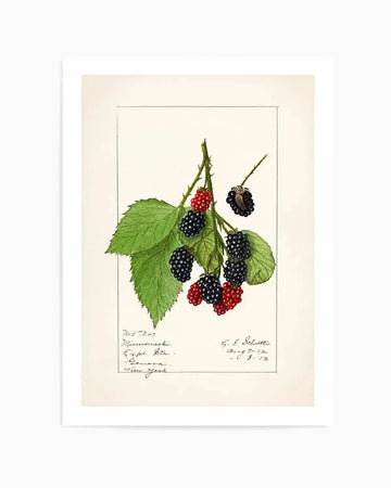 Blackberries Vintage Poster Art Print from Olive et Oriel where you can shop wallpaper and artworks online