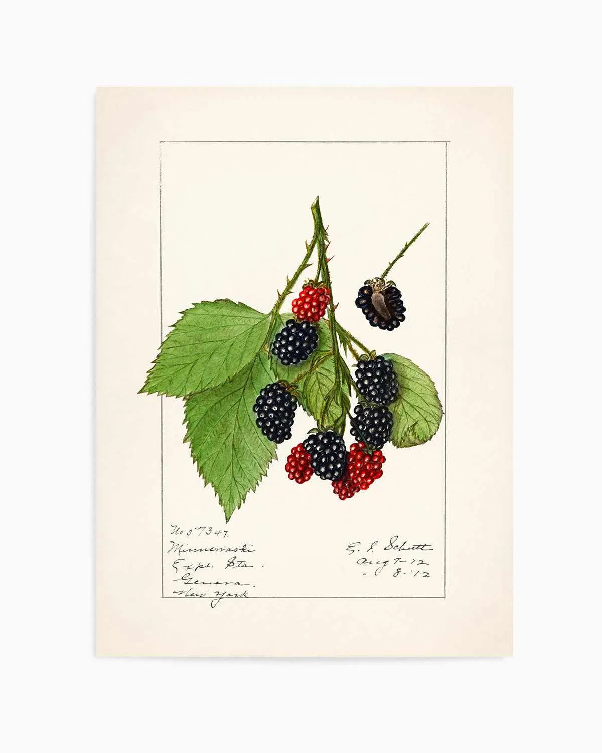 Blackberries Vintage Poster Art Print from Olive et Oriel where you can shop wallpaper and artworks online