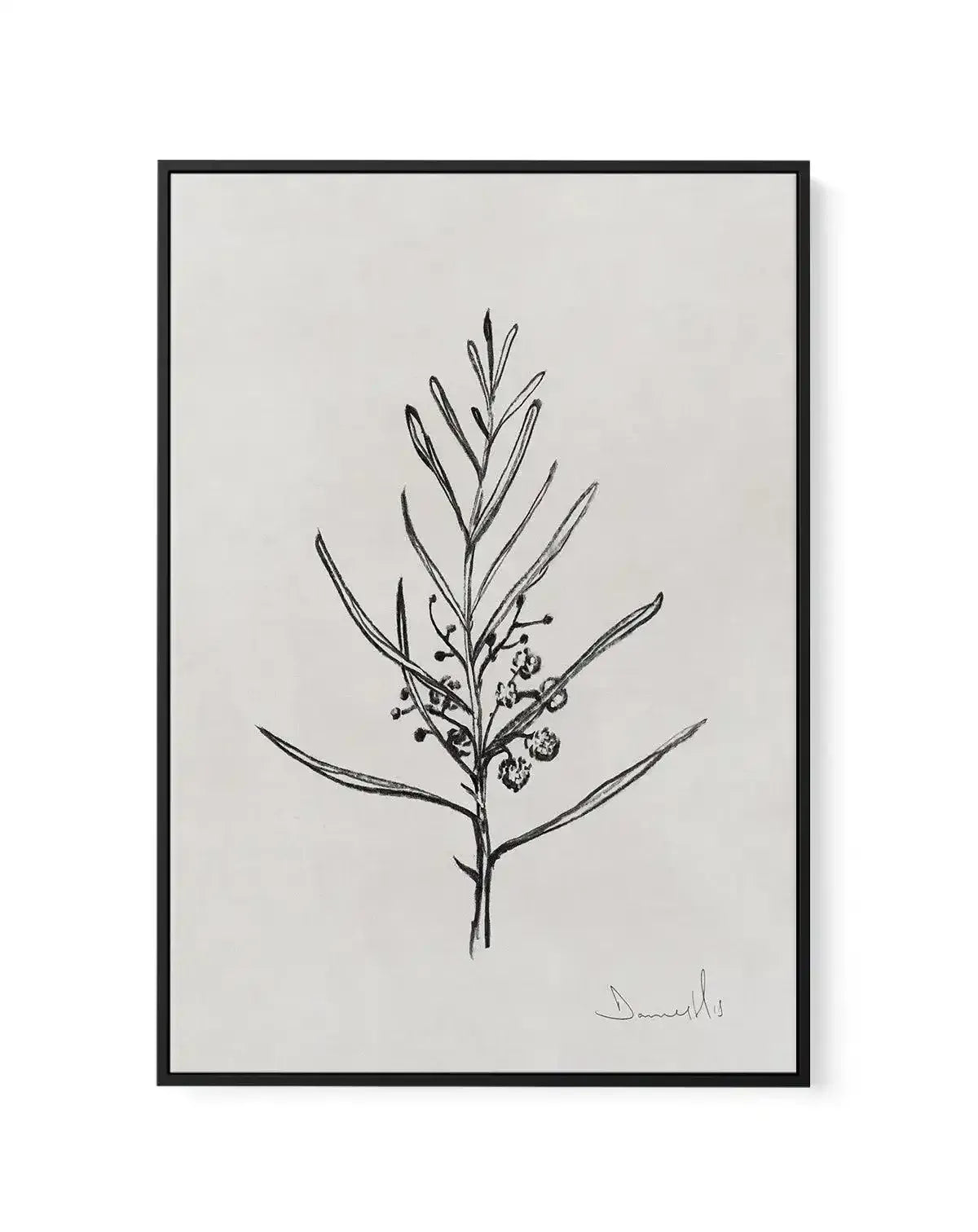 Blackwood Sapling by Dan Hobday | Framed Canvas-CANVAS-You can shop wall art online with Olive et Oriel for everything from abstract art to fun kids wall art. Our beautiful modern art prints and canvas art are available from large canvas prints to wall art paintings and our proudly Australian artwork collection offers only the highest quality framed large wall art and canvas art Australia - You can buy fashion photography prints or Hampton print posters and paintings on canvas from Olive et Orie