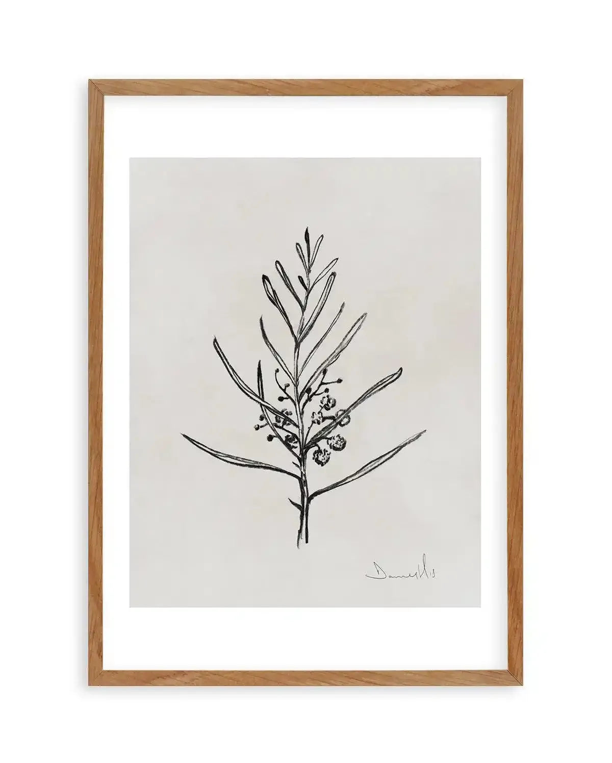 Blackwood Sapling by Dan Hobday Art Print-PRINT-Olive et Oriel-Dan Hobday-50x70 cm | 19.6" x 27.5"-Walnut-With White Border-Buy-Australian-Art-Prints-Online-with-Olive-et-Oriel-Your-Artwork-Specialists-Austrailia-Decorate-With-Coastal-Photo-Wall-Art-Prints-From-Our-Beach-House-Artwork-Collection-Fine-Poster-and-Framed-Artwork