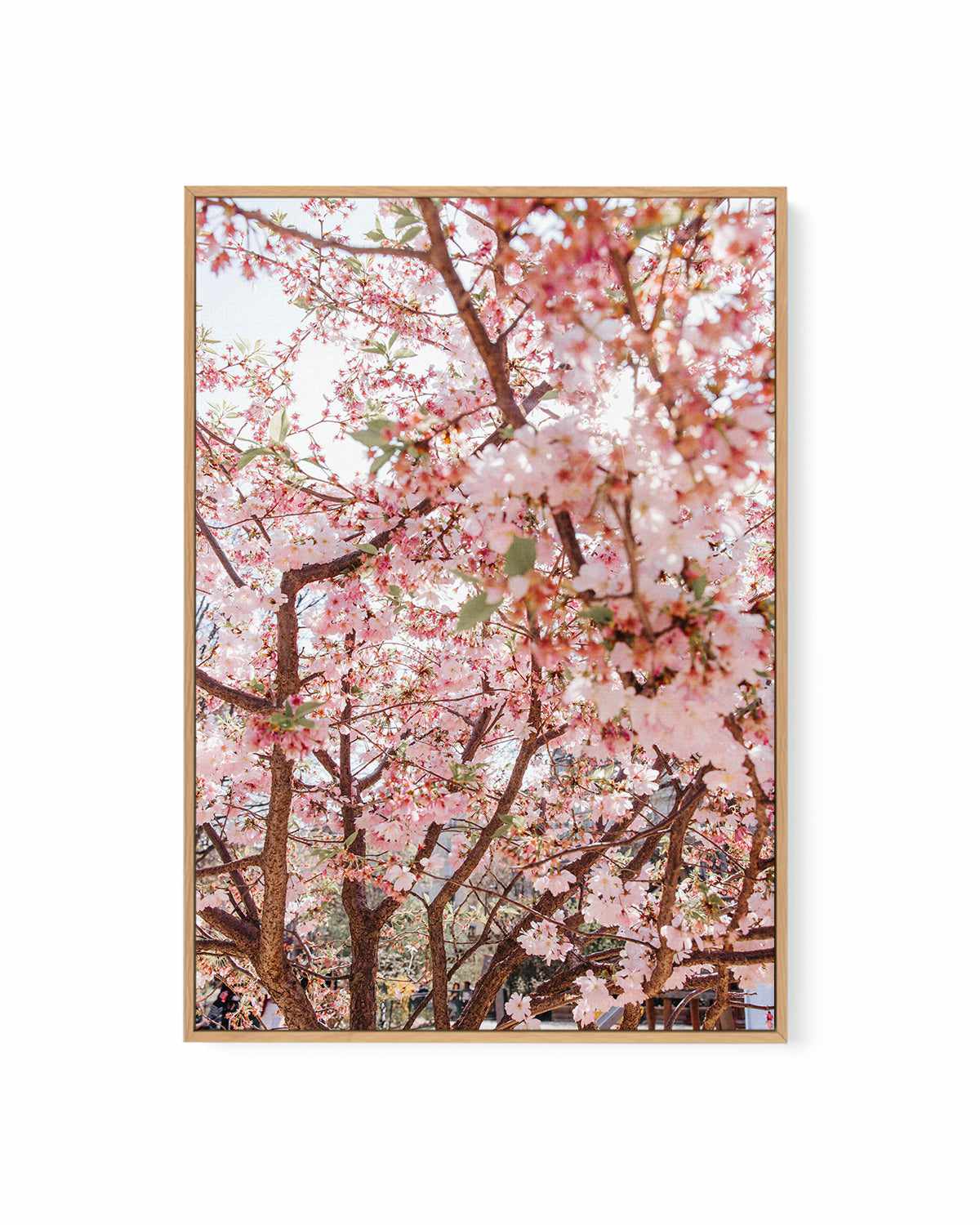 Blossoms in Paris by Jovani Demetrie | Framed Canvas Art Print