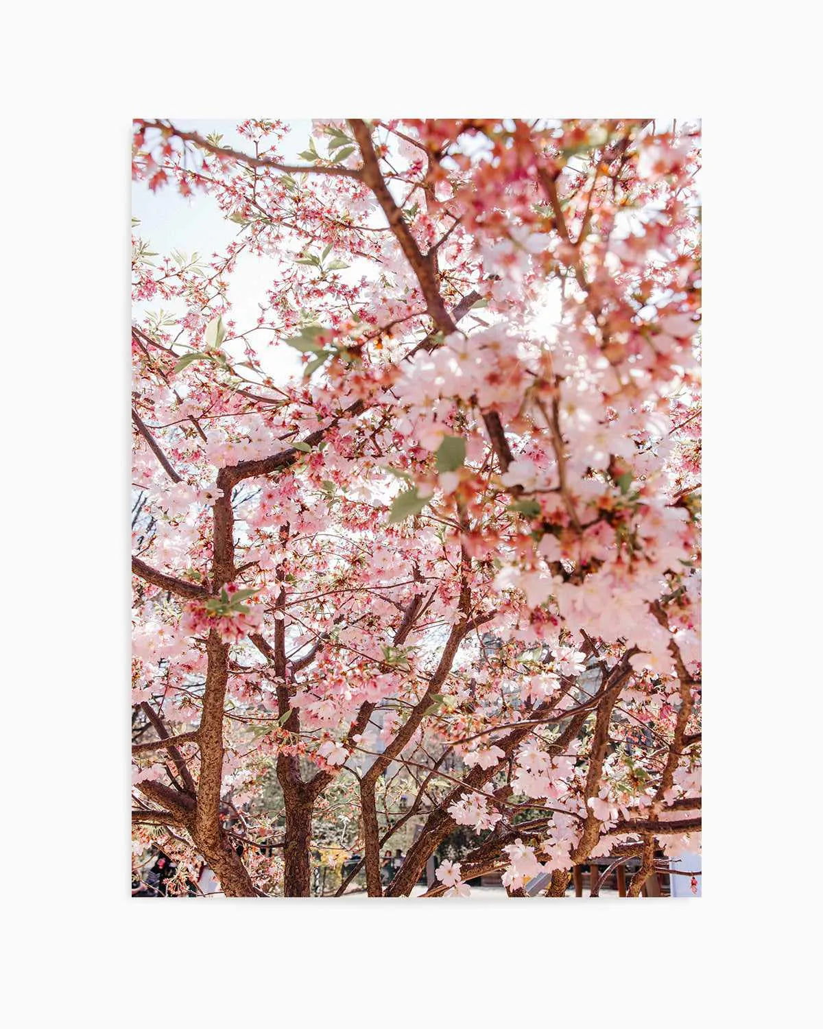 Blossoms in Paris by Jovani Demetrie Art Print from Olive et Oriel where you can shop wallpaper and artworks online