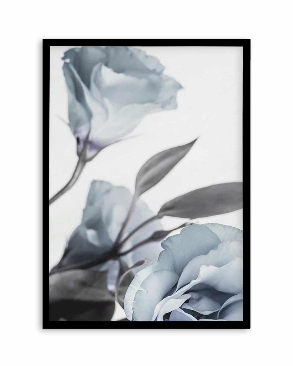 Blue Lisianthus I Art Print