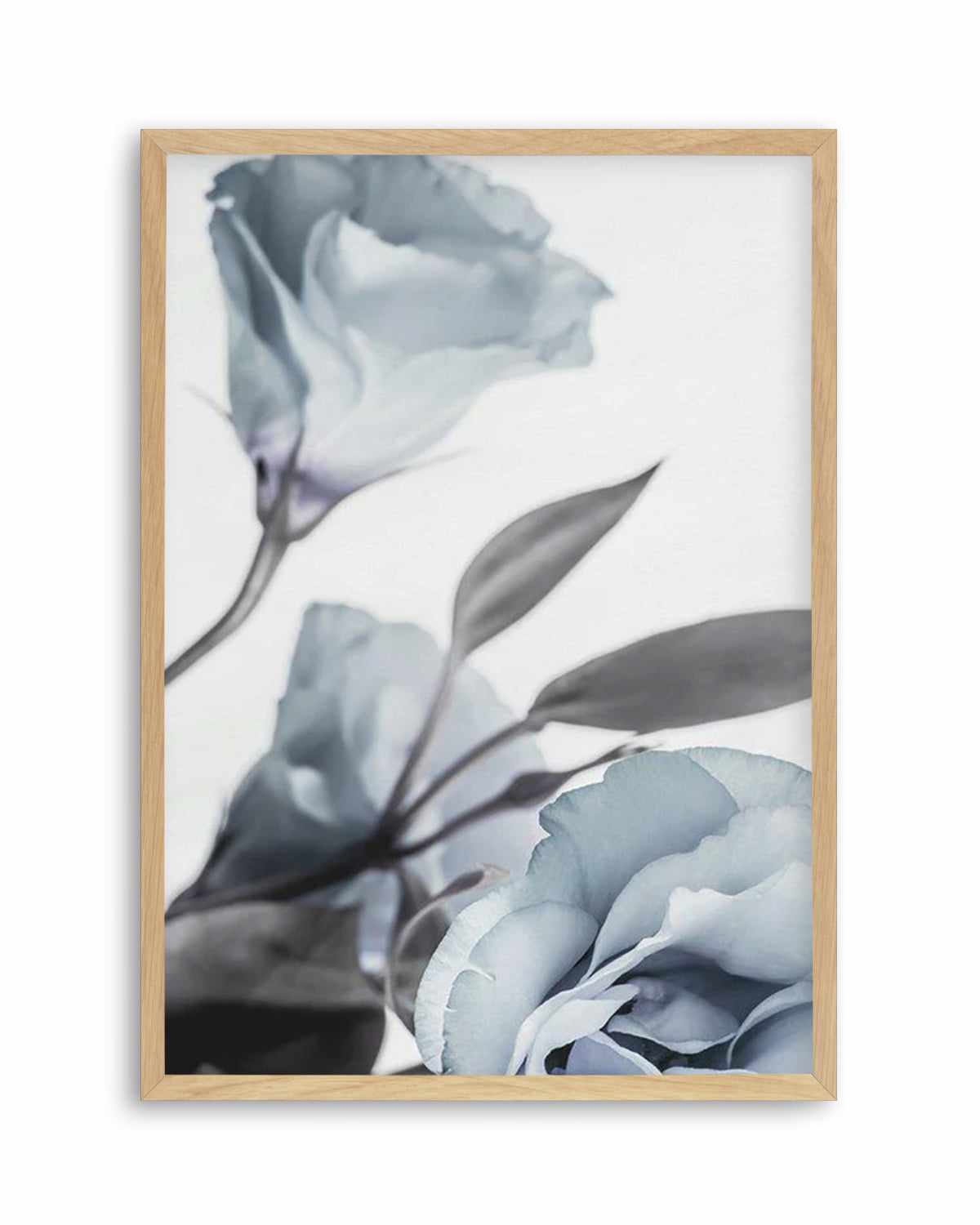 Blue Lisianthus I Art Print