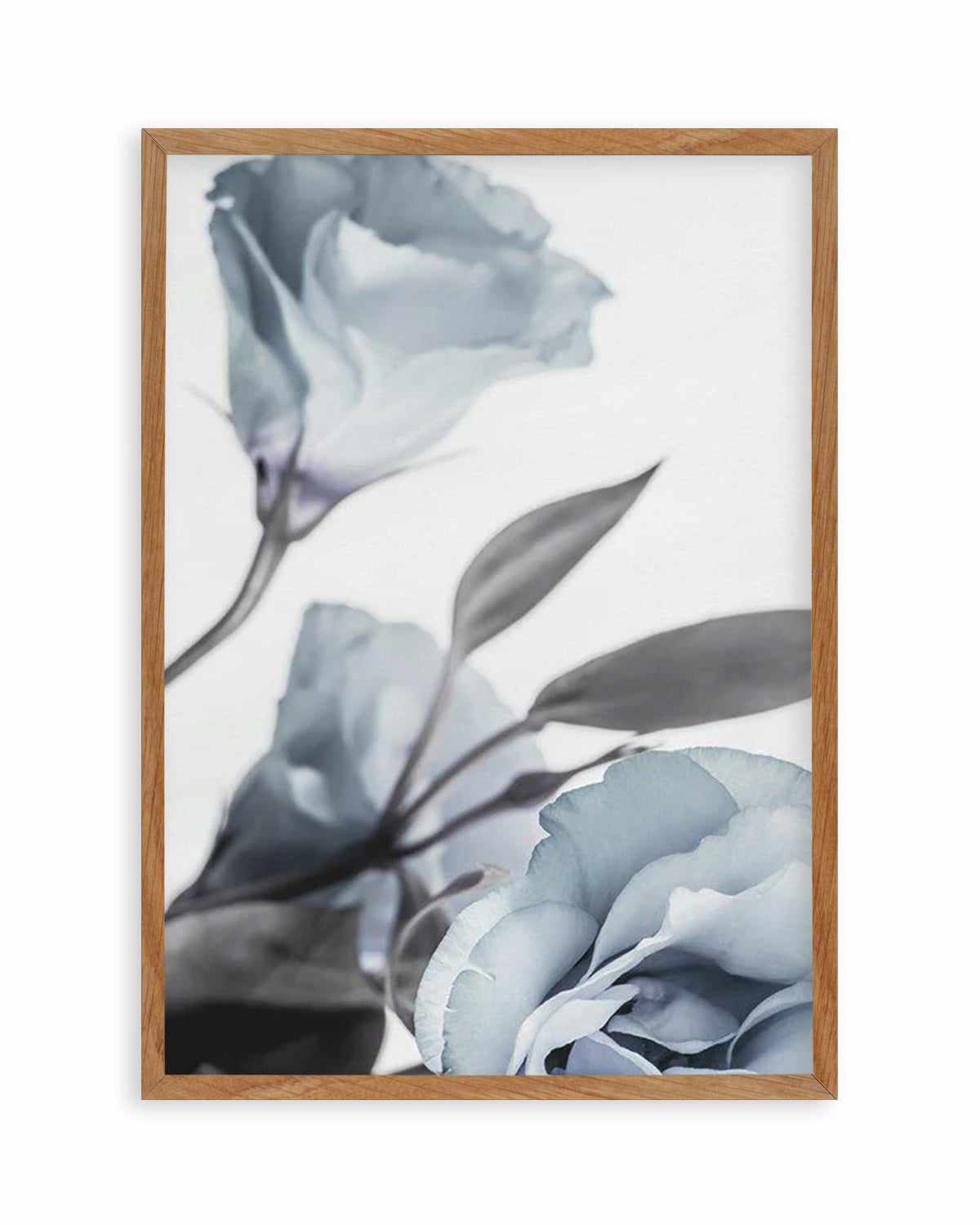 Blue Lisianthus I Art Print