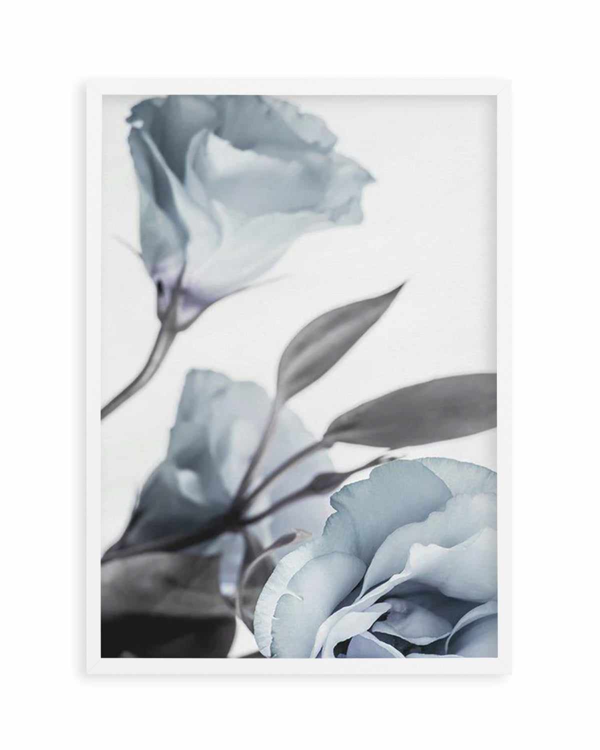 Blue Lisianthus I Art Print