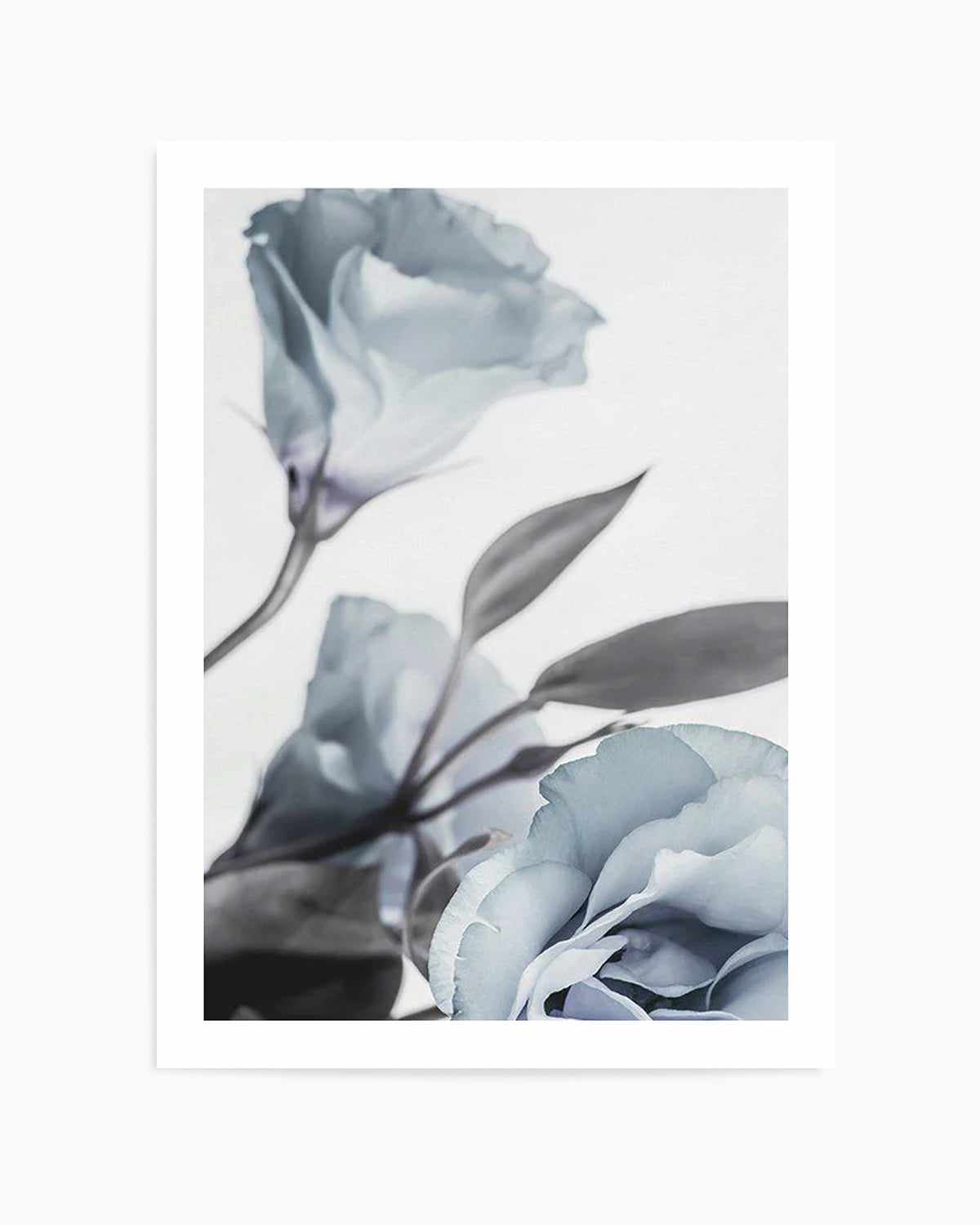 Blue Lisianthus I Art Print