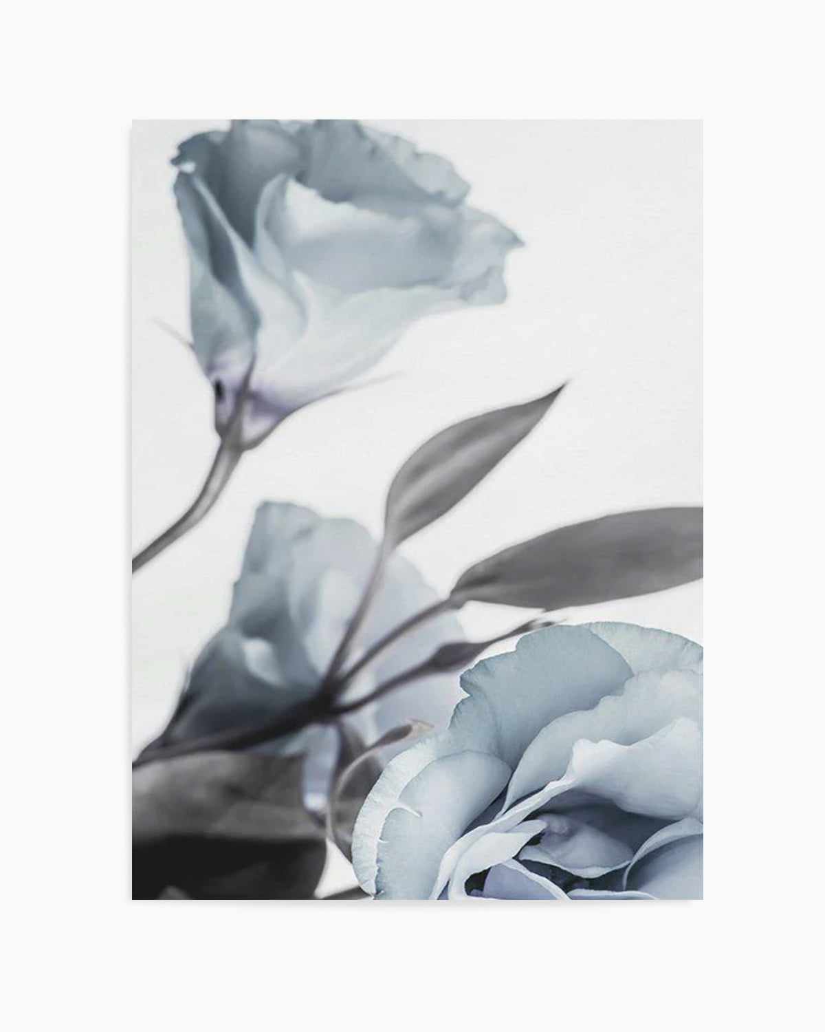 Blue Lisianthus I Art Print