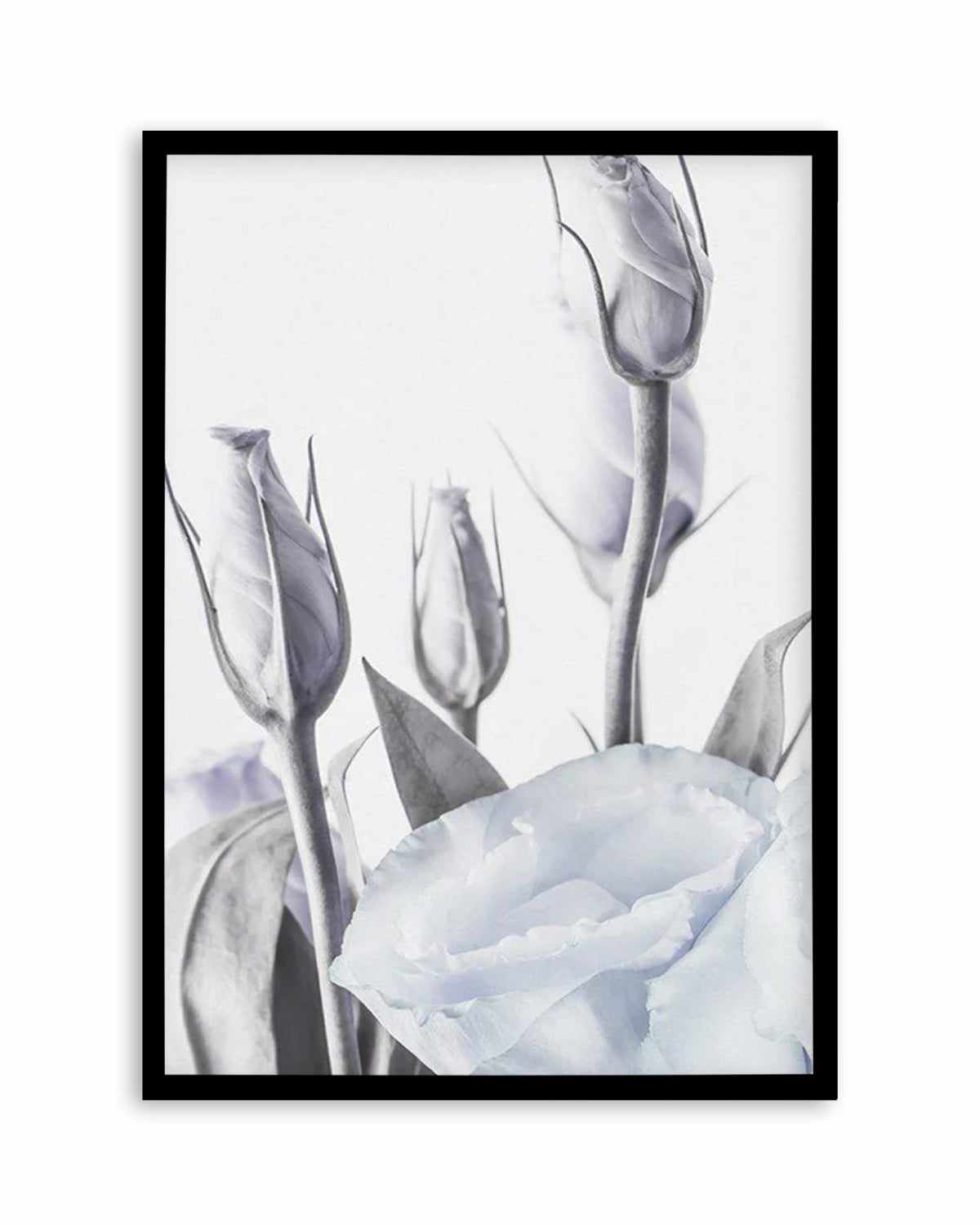 Blue Lisianthus II Art Print