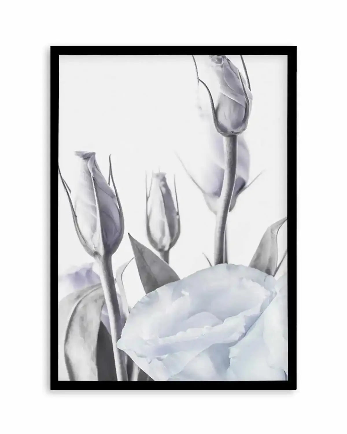 Blue Lisianthus II Art Print from Olive et Oriel where you can shop wallpaper and artworks online