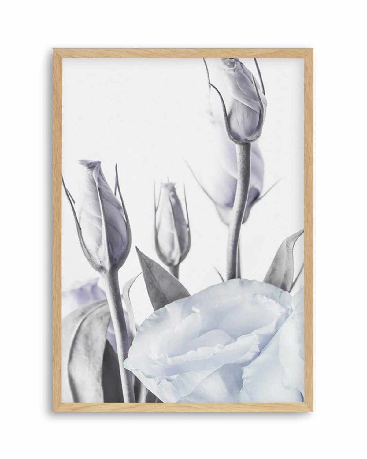 Blue Lisianthus II Art Print