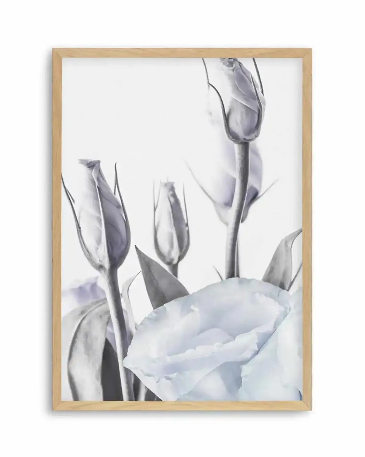 Blue Lisianthus II Art Print from Olive et Oriel where you can shop wallpaper and artworks online
