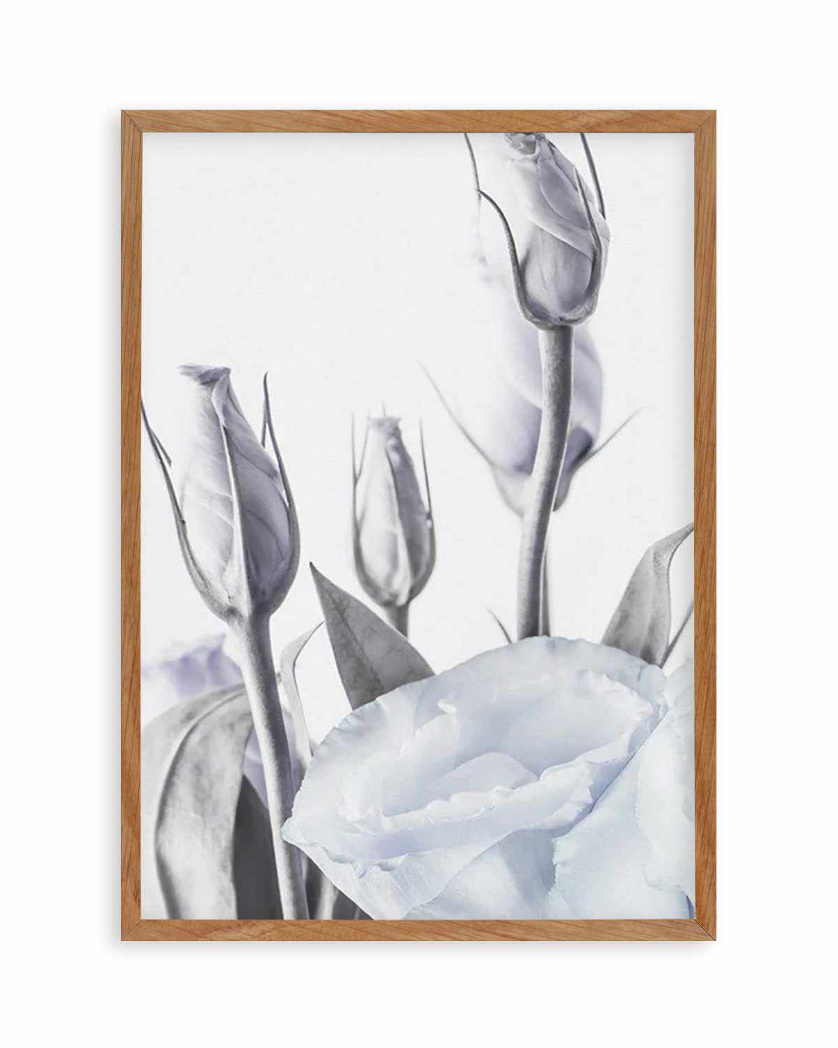 Blue Lisianthus II Art Print