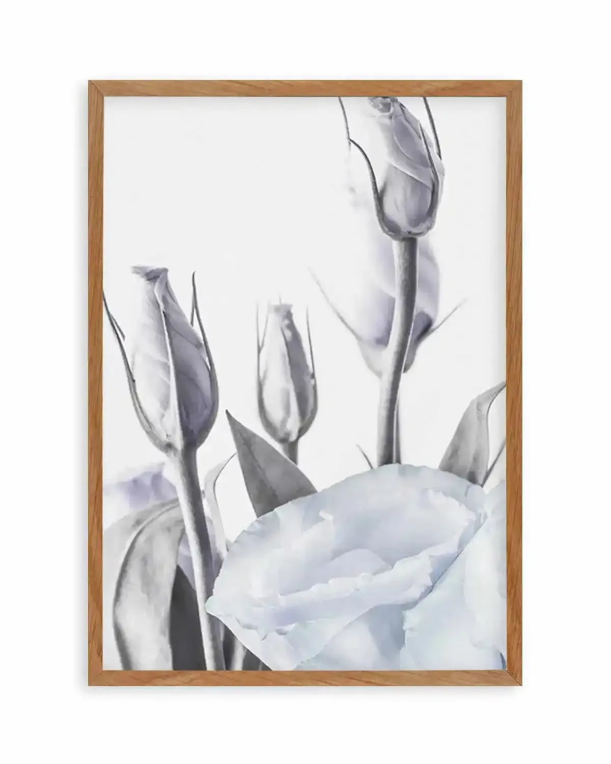 Blue Lisianthus II Art Print from Olive et Oriel where you can shop wallpaper and artworks online