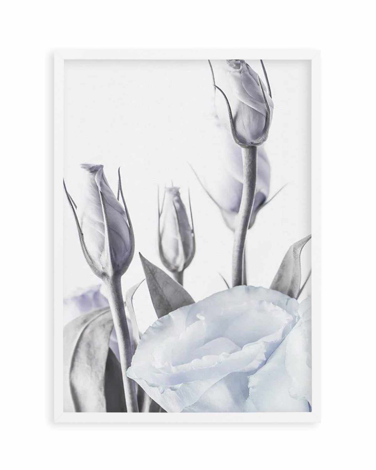 Blue Lisianthus II Art Print