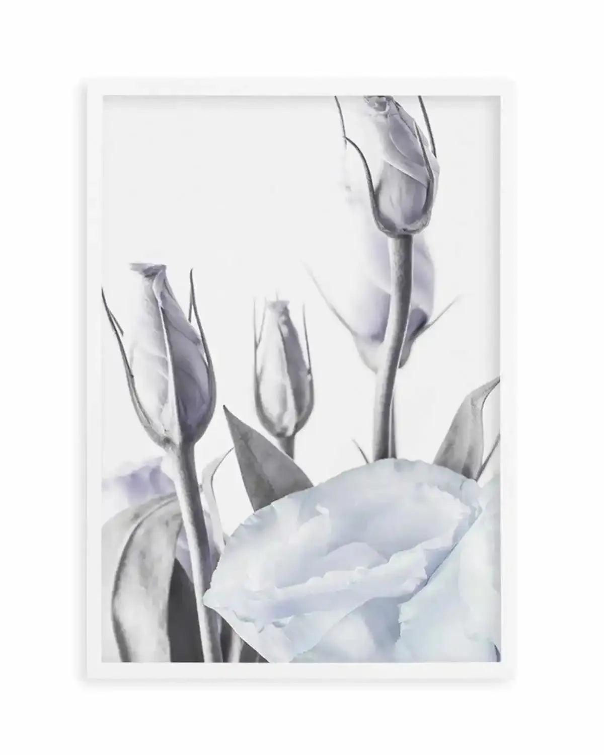 Blue Lisianthus II Art Print from Olive et Oriel where you can shop wallpaper and artworks online