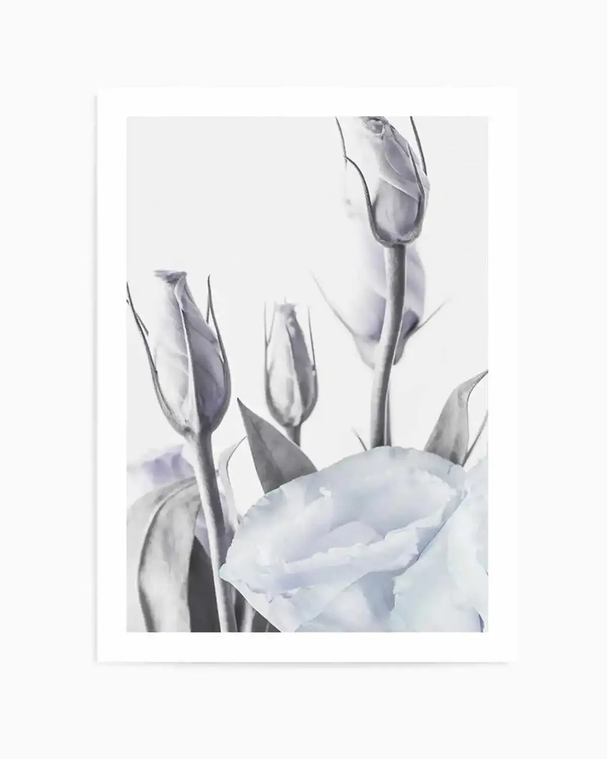 Blue Lisianthus II Art Print from Olive et Oriel where you can shop wallpaper and artworks online