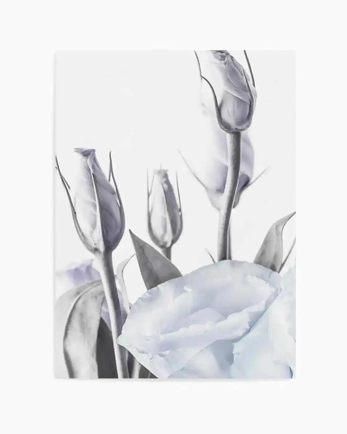 Blue Lisianthus II Art Print from Olive et Oriel where you can shop wallpaper and artworks online