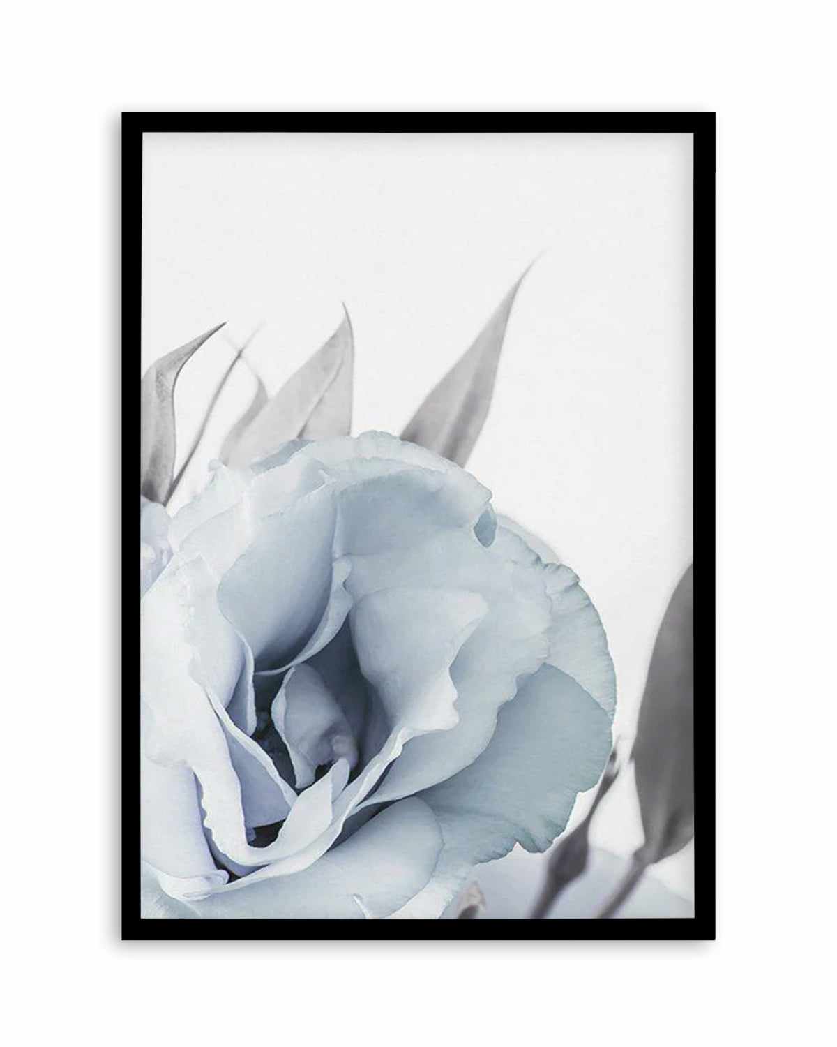 Blue Lisianthus III Art Print