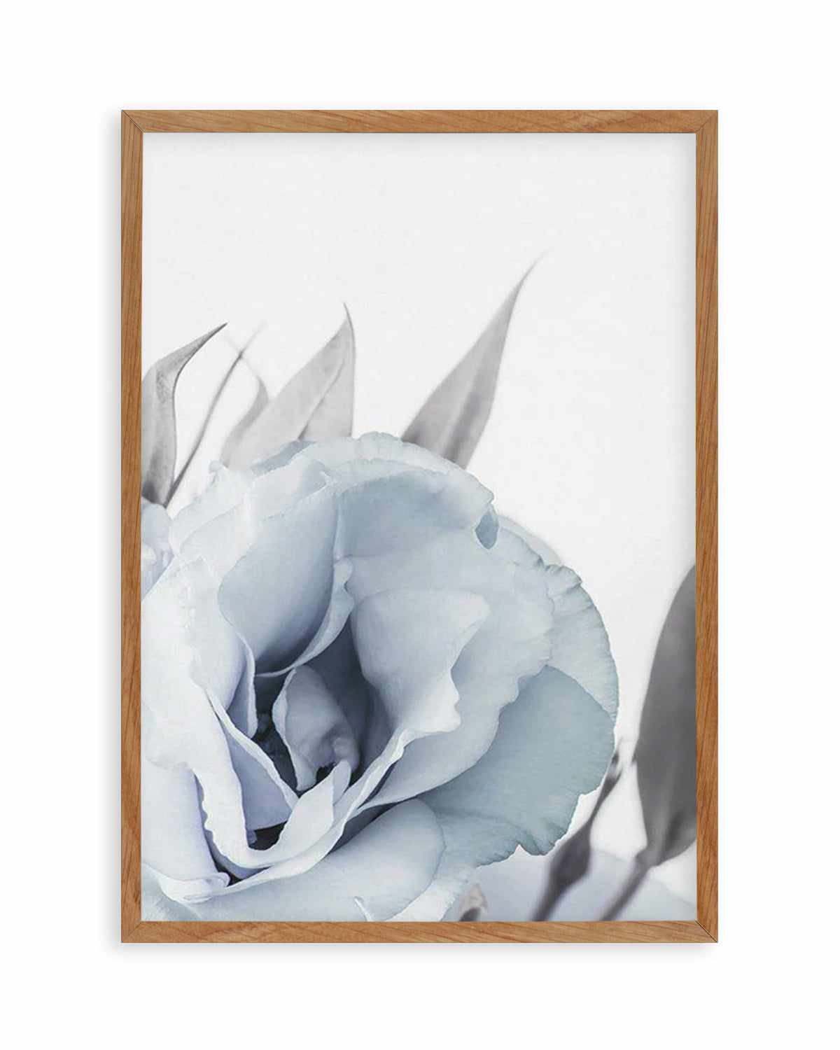 Blue Lisianthus III Art Print