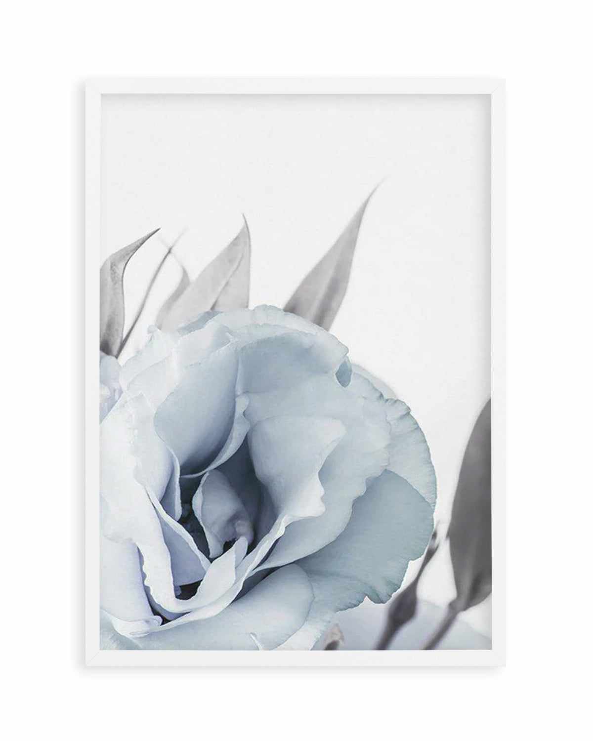 Blue Lisianthus III Art Print