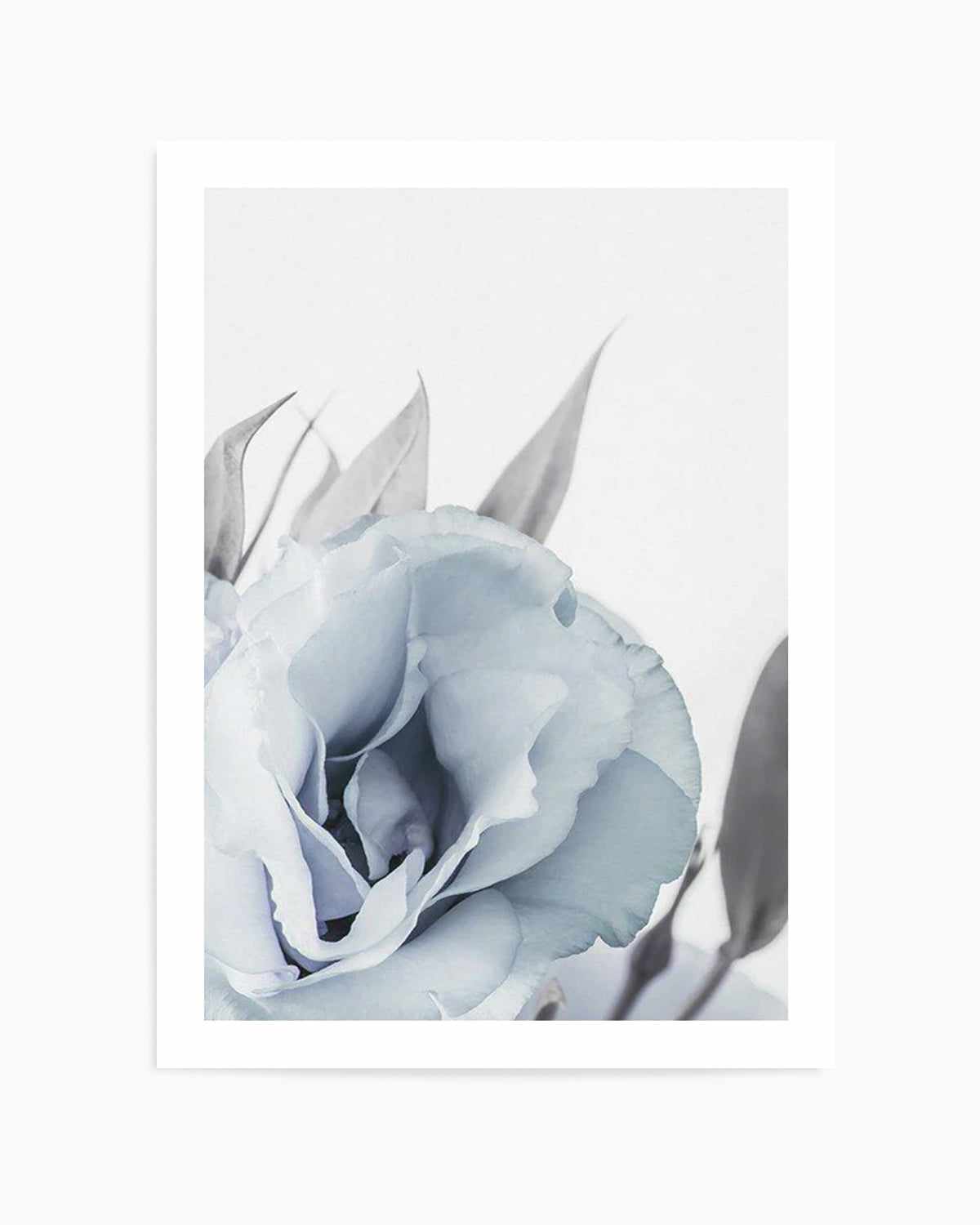 Blue Lisianthus III Art Print