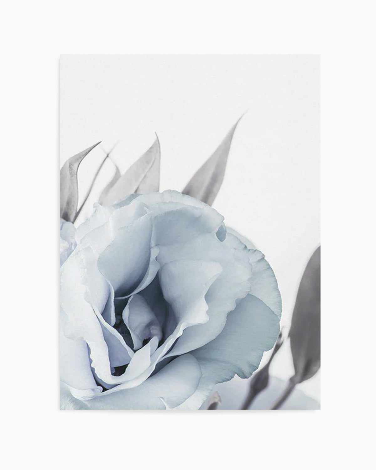 Blue Lisianthus III Art Print