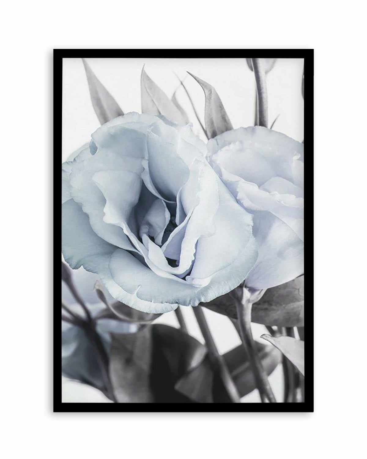 Blue Lisianthus IV Art Print