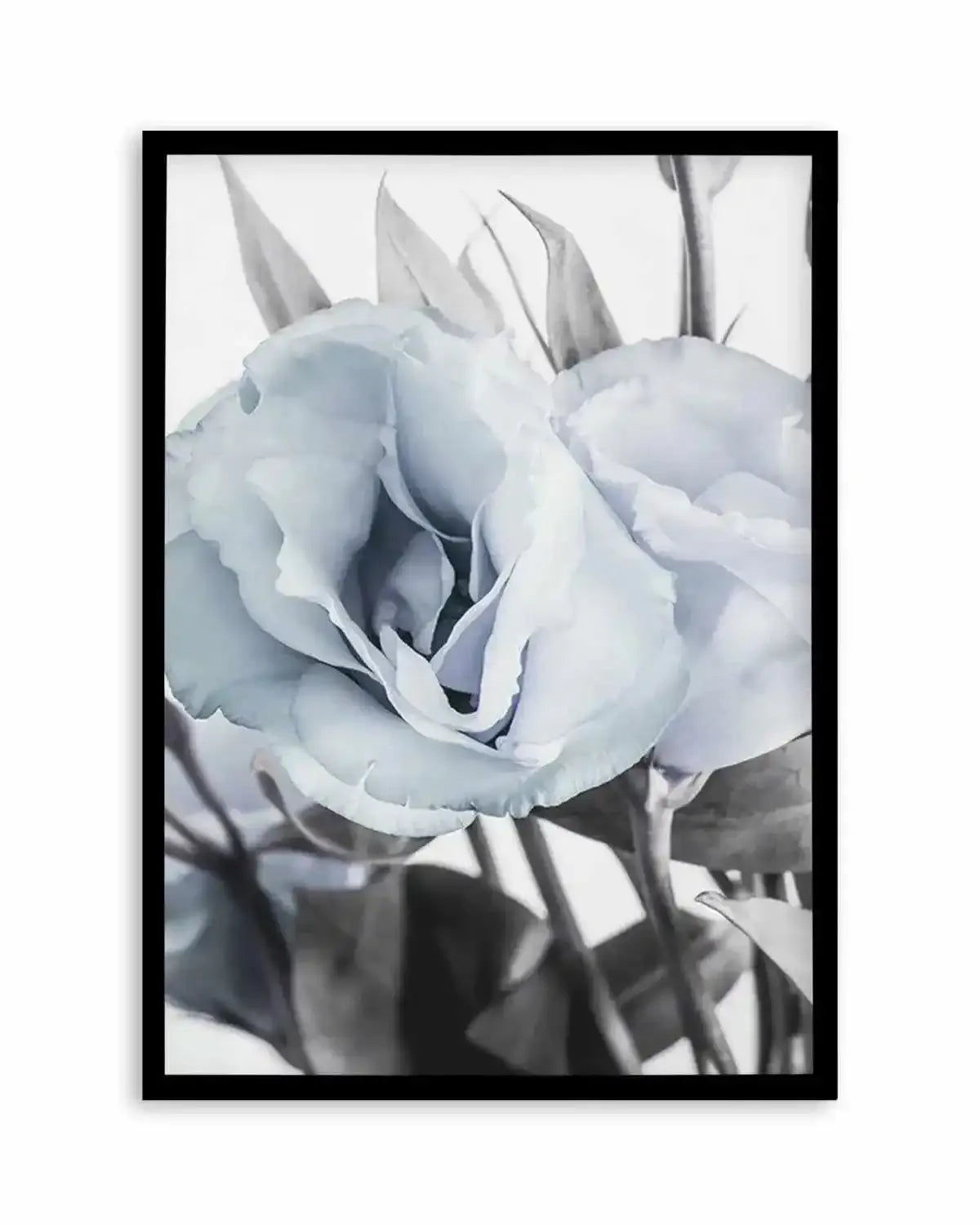 Blue Lisianthus IV Art Print from Olive et Oriel where you can shop wallpaper and artworks online