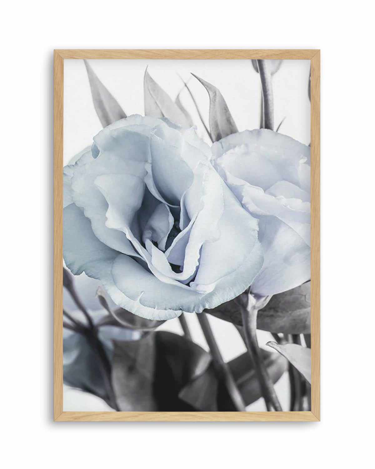 Blue Lisianthus IV Art Print