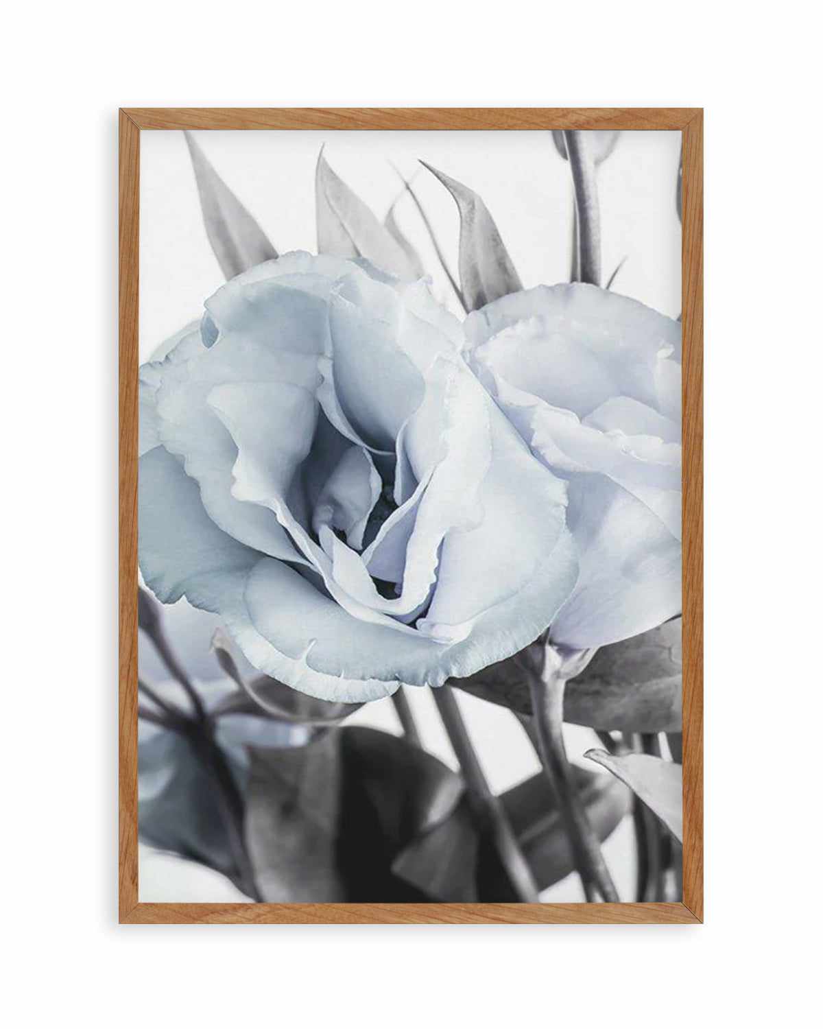 Blue Lisianthus IV Art Print