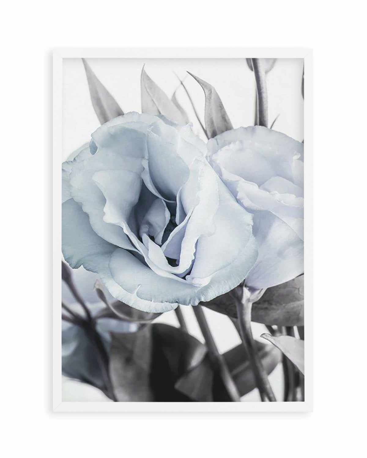 Blue Lisianthus IV Art Print