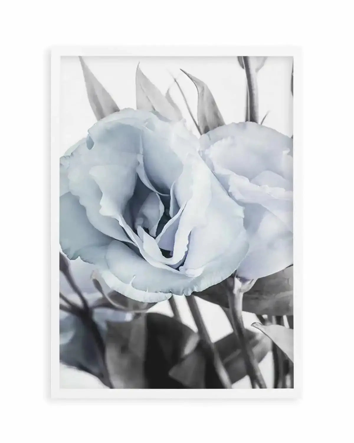 Blue Lisianthus IV Art Print from Olive et Oriel where you can shop wallpaper and artworks online