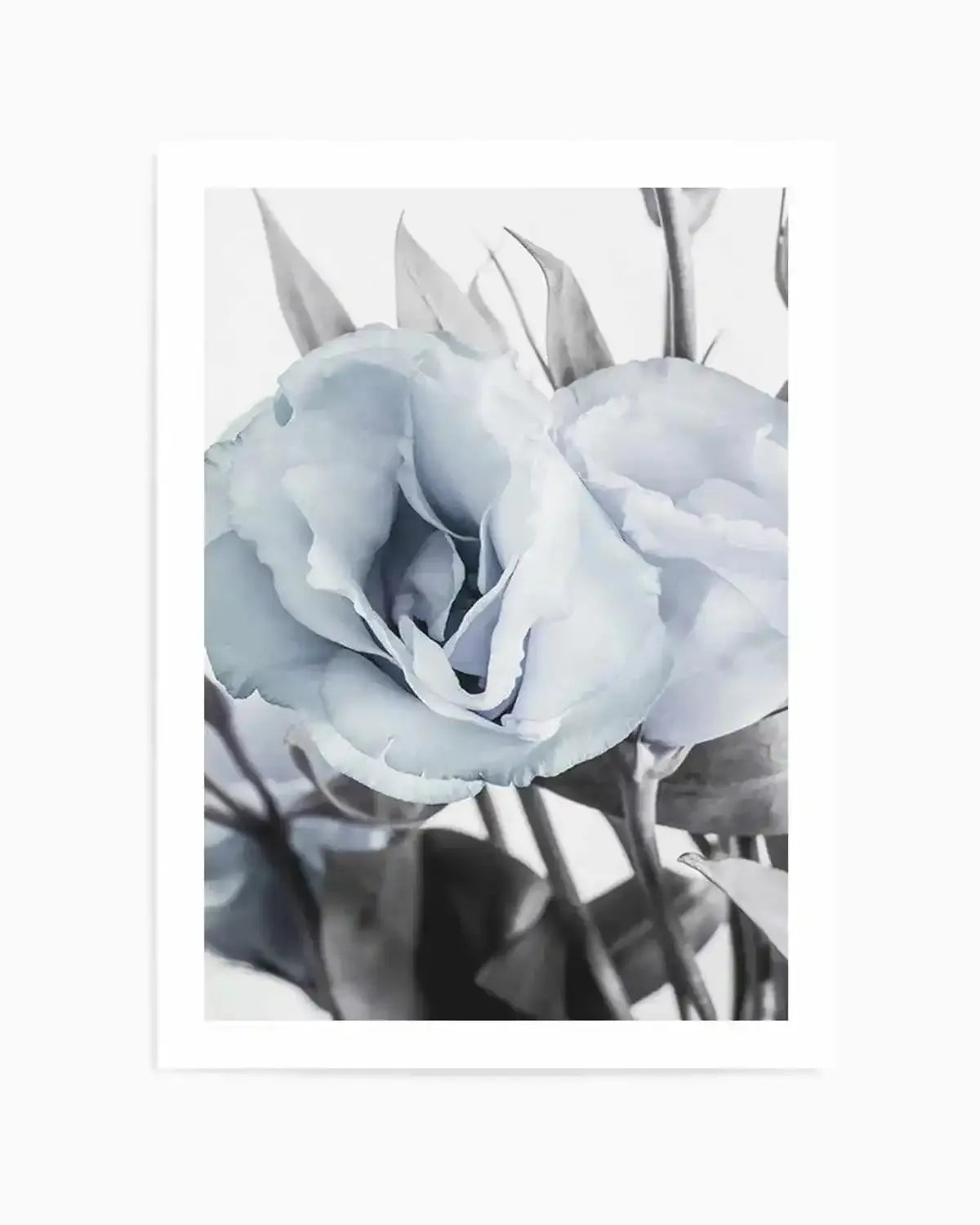 Blue Lisianthus IV Art Print from Olive et Oriel where you can shop wallpaper and artworks online