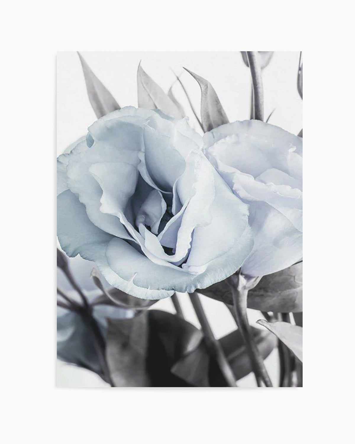 Blue Lisianthus IV Art Print