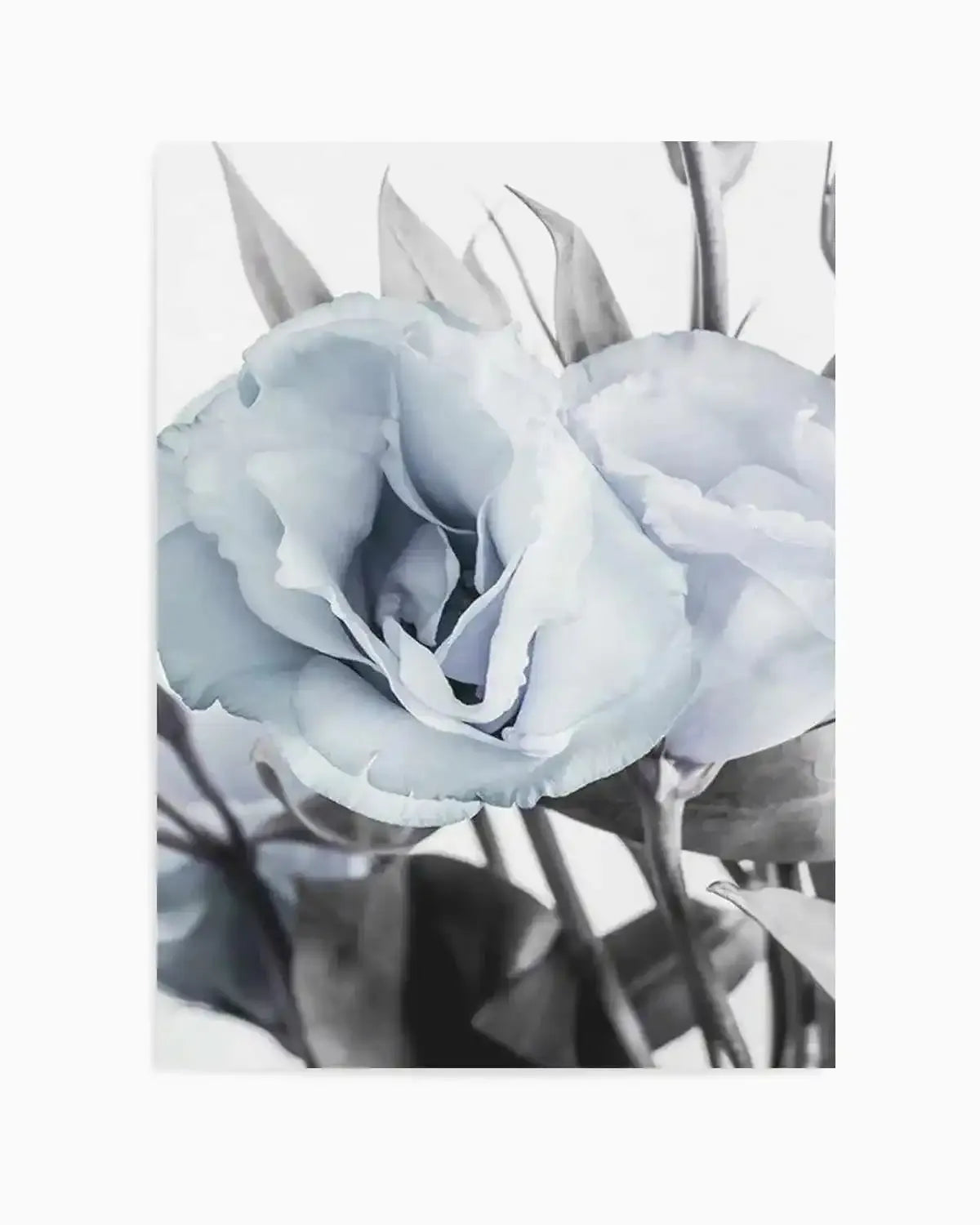 Blue Lisianthus IV Art Print from Olive et Oriel where you can shop wallpaper and artworks online