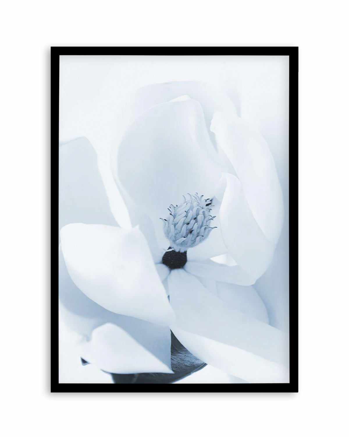 Blue Magnolia Art Print