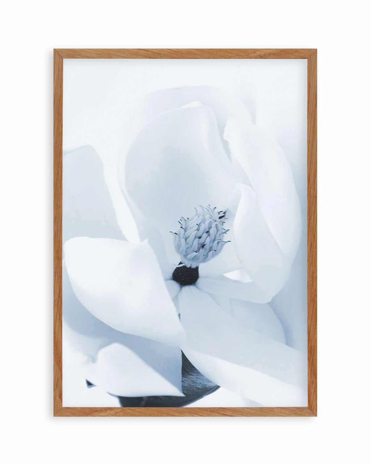 Blue Magnolia Art Print