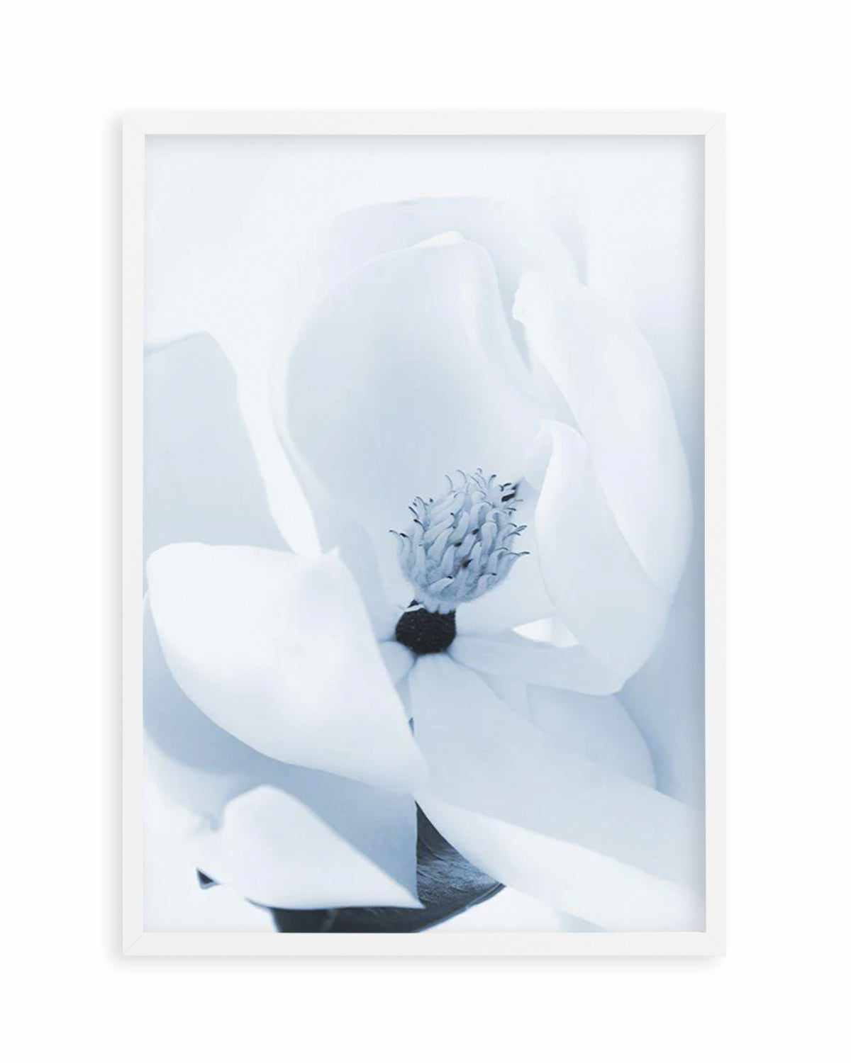 Blue Magnolia Art Print