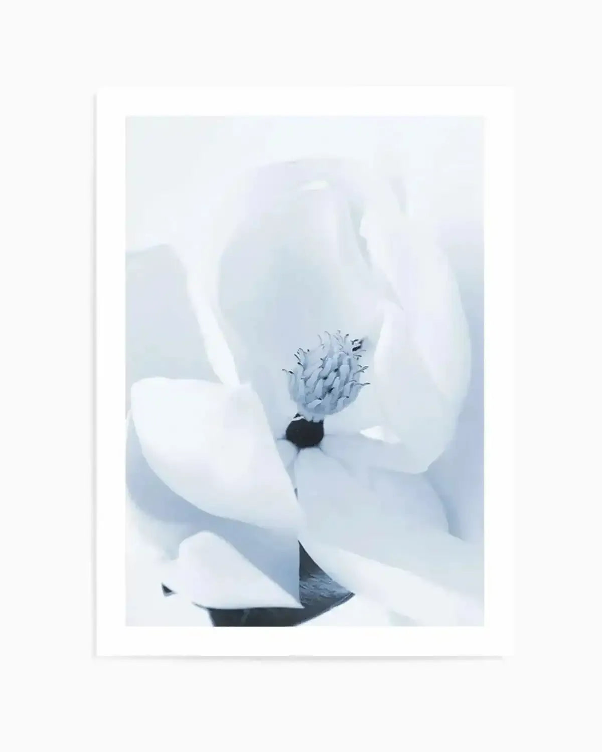 Blue Magnolia Art Print from Olive et Oriel where you can shop wallpaper and artworks online