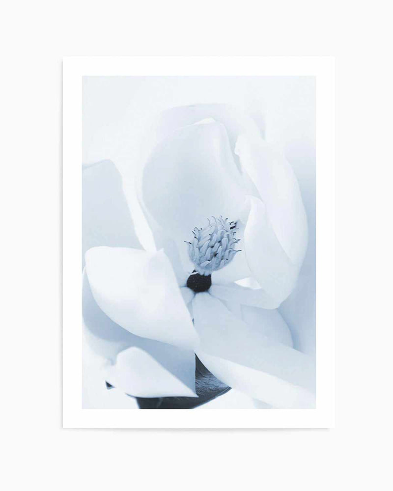 Blue Magnolia Art Print