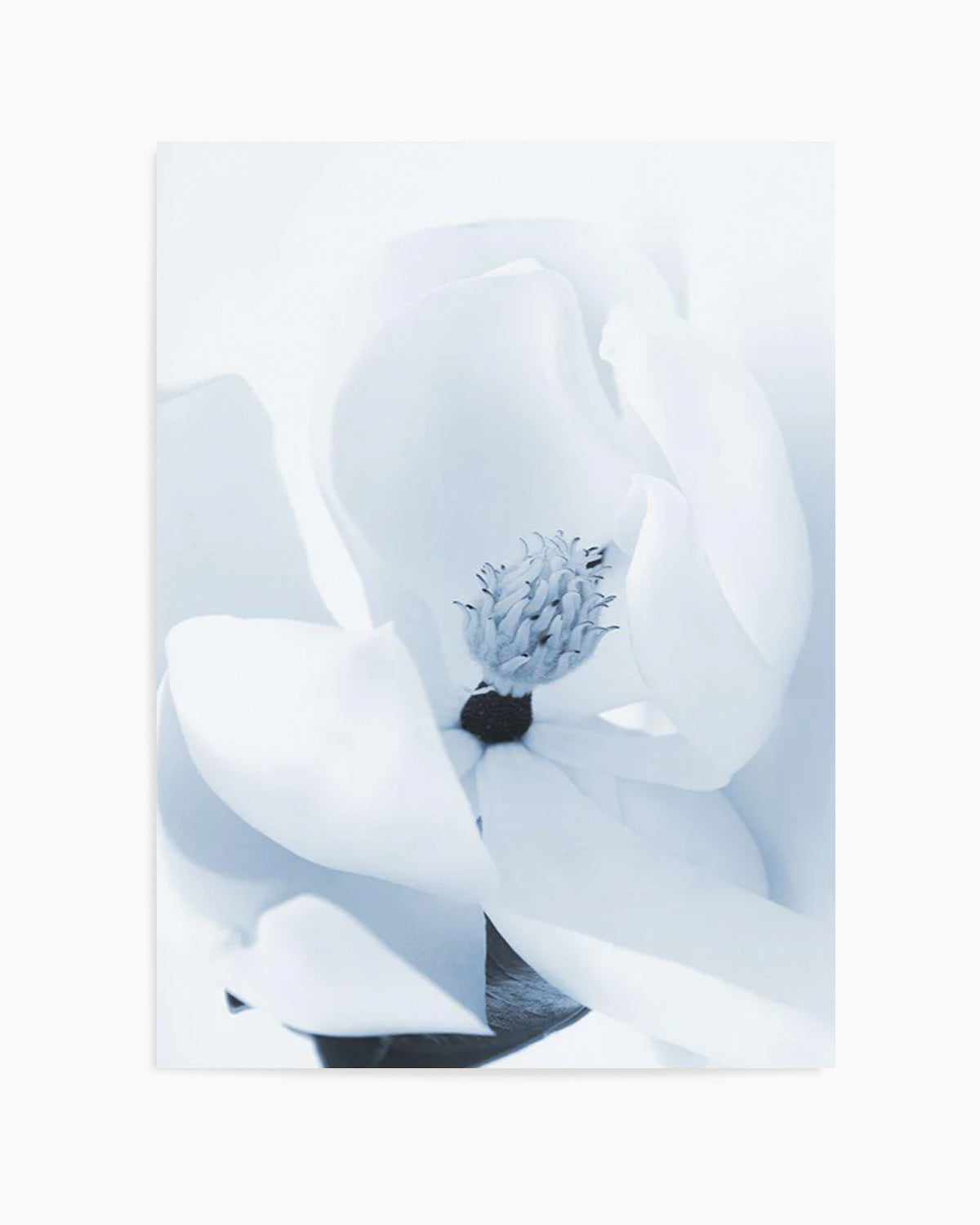 Blue Magnolia Art Print