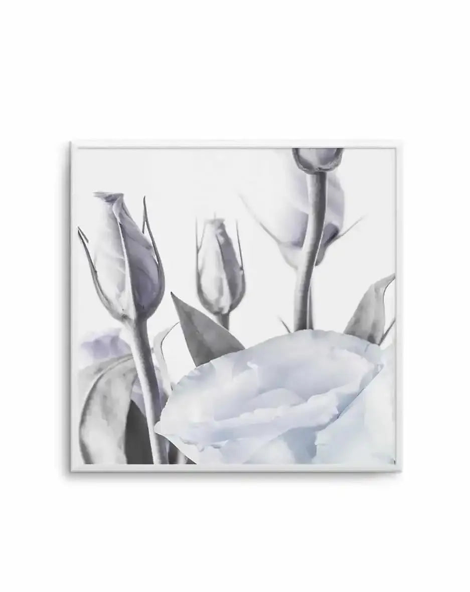 Blue Lisianthus II | SQ Art Print-PRINT-Olive et Oriel-Olive et Oriel-Buy-Australian-Art-Prints-Online-with-Olive-et-Oriel-Your-Artwork-Specialists-Austrailia-Decorate-With-Coastal-Photo-Wall-Art-Prints-From-Our-Beach-House-Artwork-Collection-Fine-Poster-and-Framed-Artwork