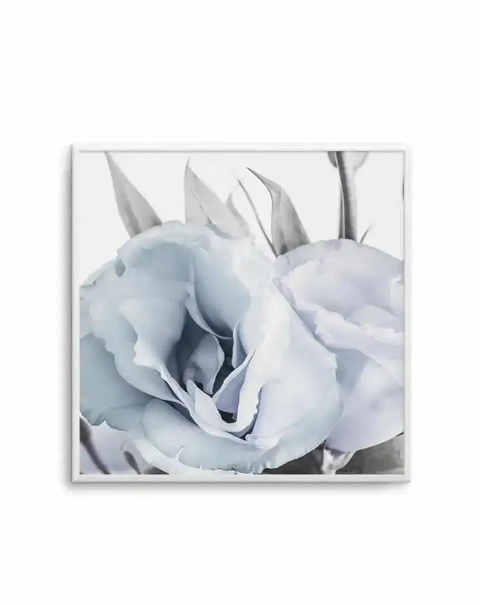 Blue Lisianthus IV | SQ Art Print-PRINT-Olive et Oriel-Olive et Oriel-Buy-Australian-Art-Prints-Online-with-Olive-et-Oriel-Your-Artwork-Specialists-Austrailia-Decorate-With-Coastal-Photo-Wall-Art-Prints-From-Our-Beach-House-Artwork-Collection-Fine-Poster-and-Framed-Artwork