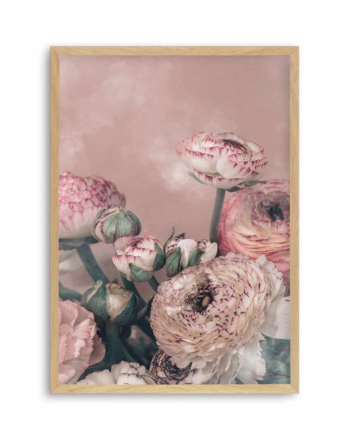 Blush Ranunculus Art Print