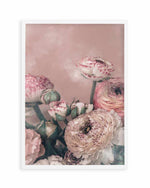 Blush Ranunculus Art Print