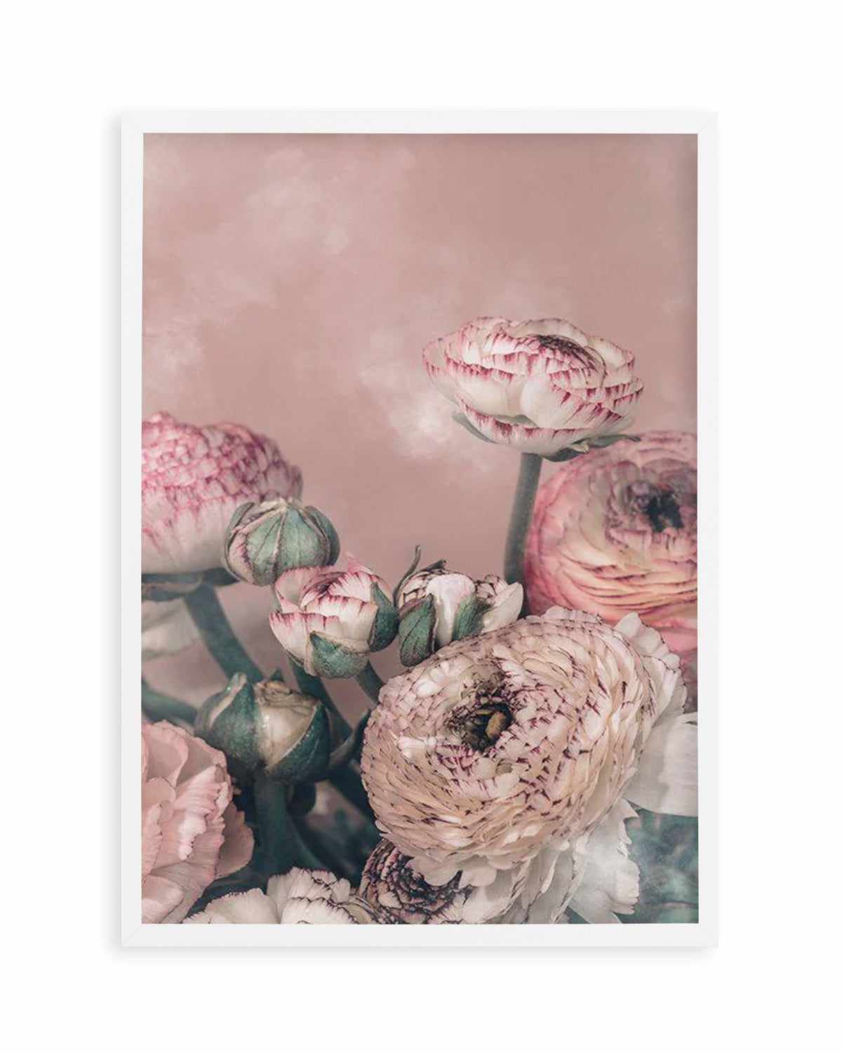 Blush Ranunculus Art Print or Poster. – Olive et Oriel