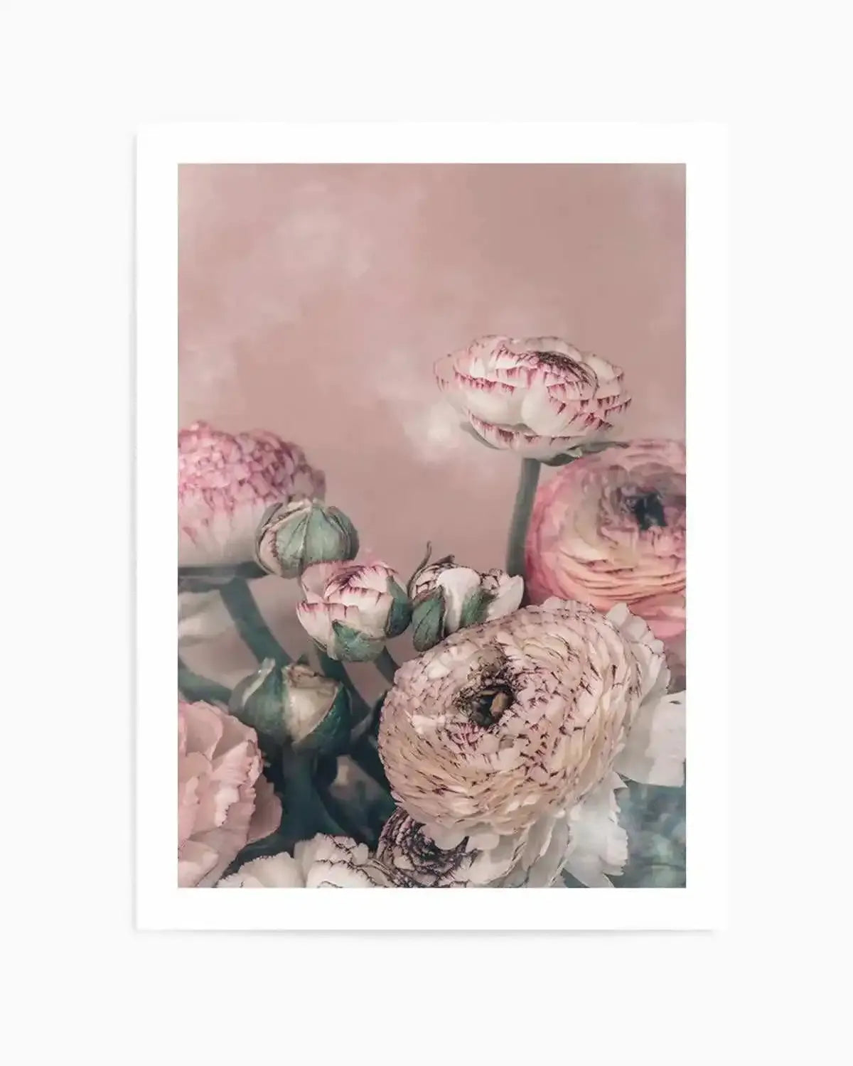 Blush Ranunculus Art Print from Olive et Oriel where you can shop wallpaper and artworks online