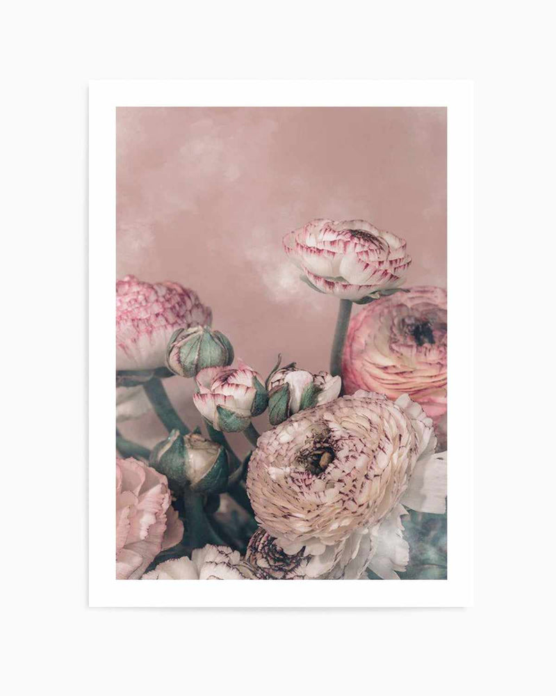 Blush Ranunculus Art Print